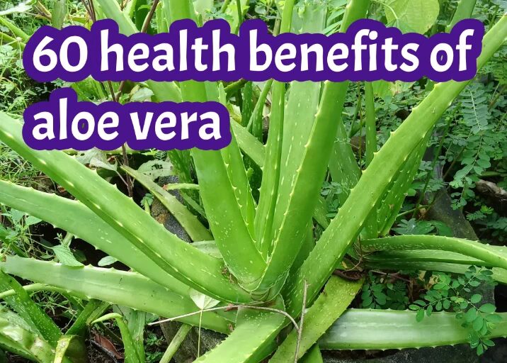 60 health benefits of aloe vera