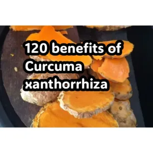  benefits of Curcuma xanthorrhiza